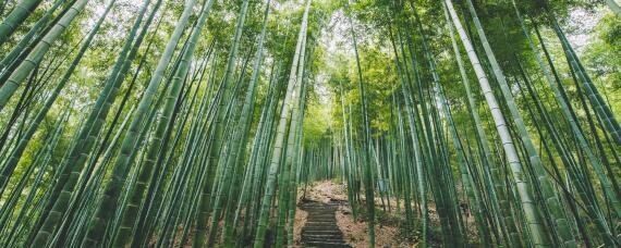 适合北方种植的竹子
