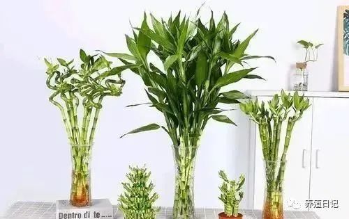 3种丑陋花,很多人都不愿养,懂花的人就爱养,难怪家里更清新