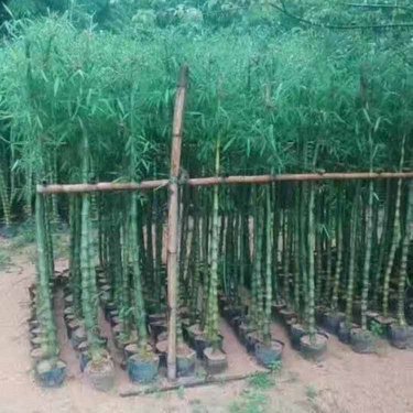 哪里有卖的竹子苗,信息大全