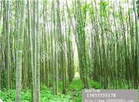 【涡阳竹柳基地】公司_产品_报价_介绍_图片_下载.