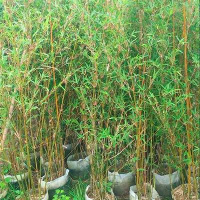 慈孝竹 慌山固土护坡园林绿篱风景种植 庭院公园绿化观赏工程苗