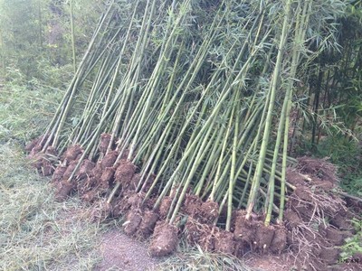 青皮竹种植基地, 青皮竹批发质优价廉