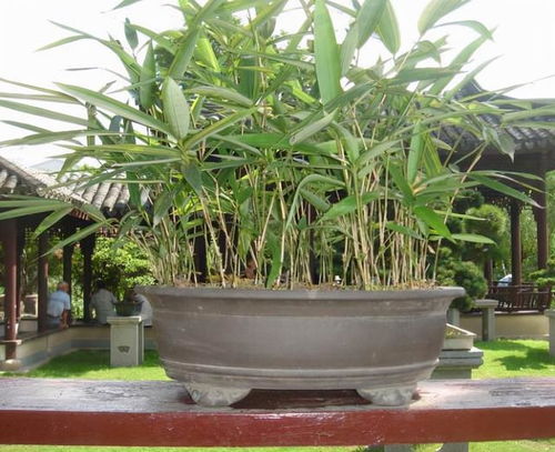 阳台缺点 风景 ,种4种 竹子 ,养竹可得勤快点,要不就黄叶