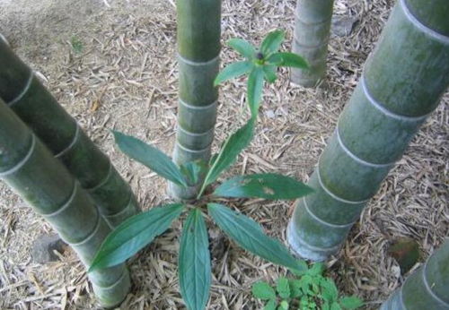 喜欢长在 竹林 的1种野草,长7片叶子开1朵花,很珍贵请保护