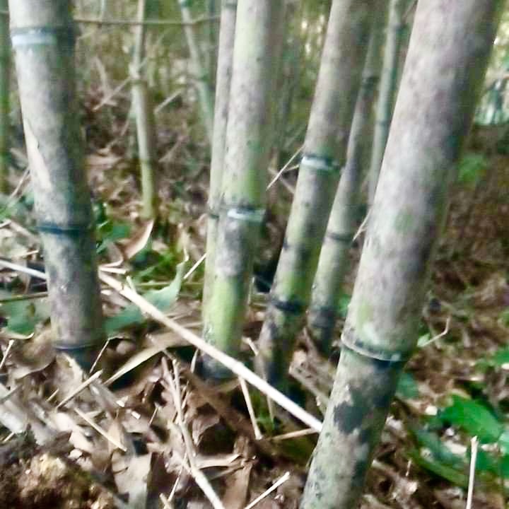 顺丰雷竹苗种植食用冬笋苗早园竹黄杆竹刚竹毛竹楠竹乌芽竹甜笋竹