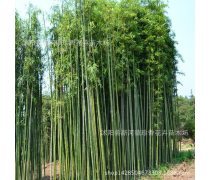 竹子种植企业黄页