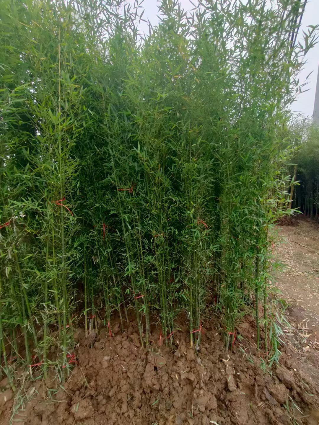 紫竹青竹树苗罗汉竹苗佛肚竹盆栽庭院室内观赏四季常青植物竹子苗