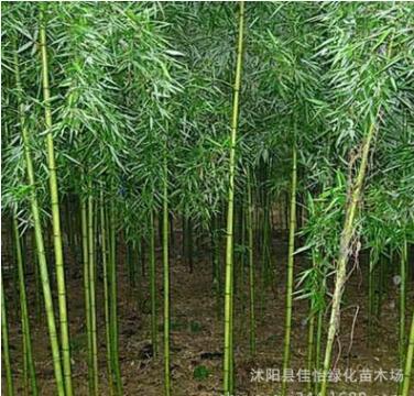 早园竹 早园竹小苗 早园竹子 早园竹工程苗 园林绿化竹子 观赏竹