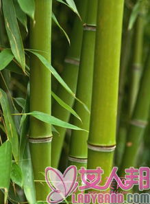 竹炭食品排毒吸脂 安全饮食有待鉴定,分享健康知识