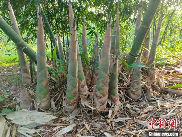 “山珍”麻竹笋迎收获 广西南宁做强“笋经济”