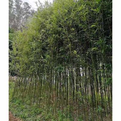 移植四方竹基地直供 批发四方竹 各种竹子观赏竹种植