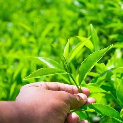 菇会跑 竹生米 蕉岭山珍来为羊城添年味