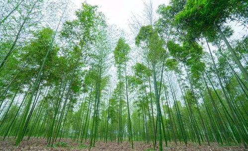 蒲江樱桃 明月雷竹笋入选2021年首批国家农产品地理标志登记产品