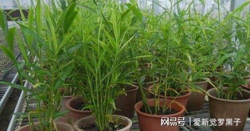 旧油桶里种棵姜,一收就是一箩筐,鲜姜驱寒还抗病,比老姜作用大