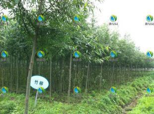 栽培种植竹柳_农副产品_世界工厂网