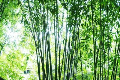 竹子种子种植要多久才能发芽