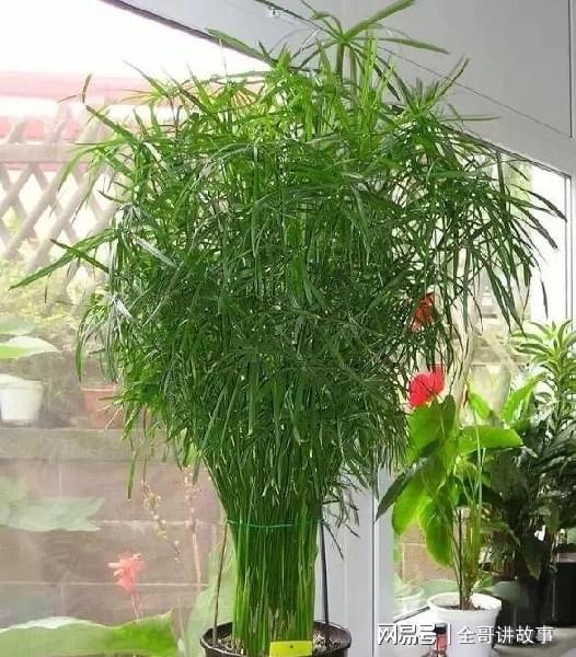 并不是带个 竹 字的植物就是竹子植物,这些假竹子都很好养