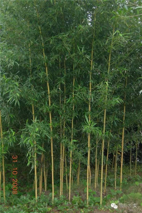 华安有全国罕见的竹类植物园,有你最熟悉的人种的竹子。