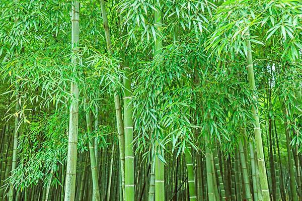 种竹子容易过度蔓延,用什么方法,可轻松解决?