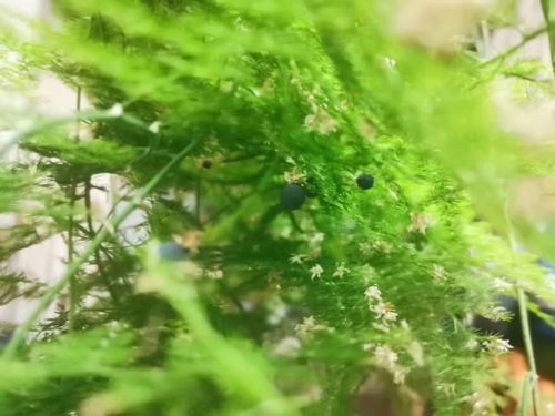 家里没院子种不了竹子 来看看这4种 竹 ,室内盆栽文雅秀丽