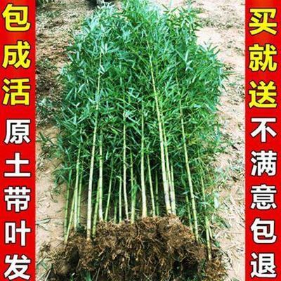 北方大竹子苗室外耐寒庭院大型根户外小型种植风水笋四季常青植物