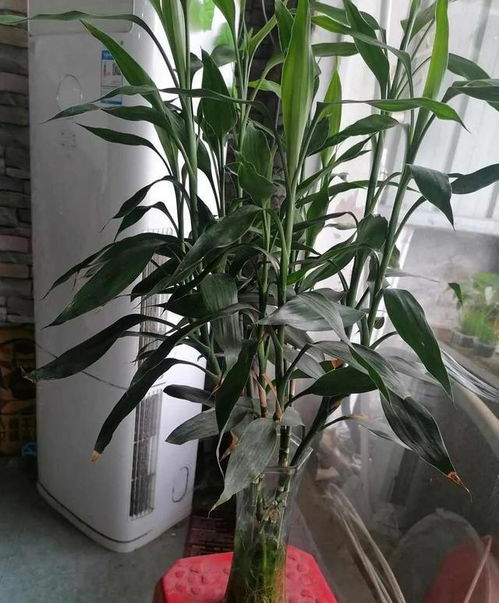 三种健康花,漂亮好养,阳台养两盆,全家老小 少得病