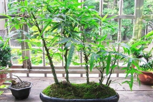 家里能种竹子吗 能种,并且是属于十分雅致的一类盆栽