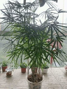 夏天养盆它,吸甲醛降温度,家里立马变氧吧