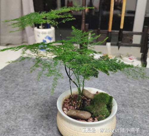 黑暗中的绿色奇迹 9种耐阴盆栽,让你家里绿意盎然