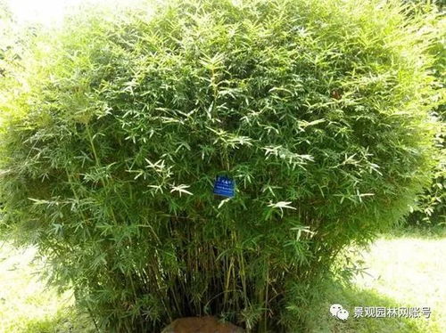 24种常用竹子,你认识几种