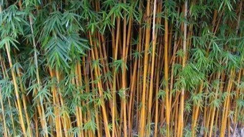 每天认识一味中药材 竹子