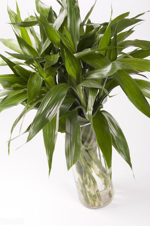 这8种植物被称为 加湿神器 ,冬季天气干燥,屋里一定要养一盆