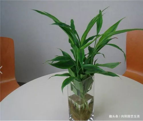 富贵竹烂根黄叶子,4种原因导致,3个解决方法,白根呼呼长