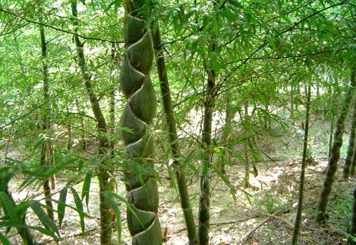 一种植物很难运输,农民老师傅制造出现代感 油纸伞 ,漂亮实用