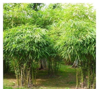 庭院竹子种什么竹最好(庭院适合种什么竹)