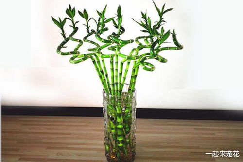 盘点10款适合居家种植的竹子 清新优雅寓意佳，皮实好养值得拥有