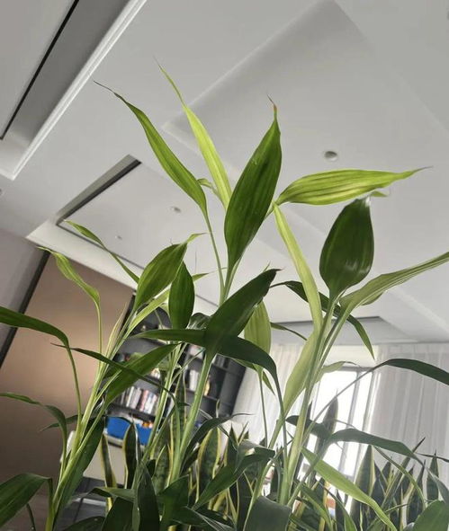 6种喜水花，每天浇一斤水，不打蔫不黄叶，长势疯狂