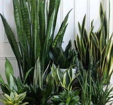 巧用小药片，富贵竹、文竹、虎皮兰轻松爆盆