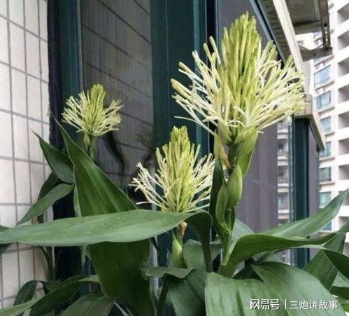 三种寓意阖家幸福的珍稀开花树木，能见到即是幸运