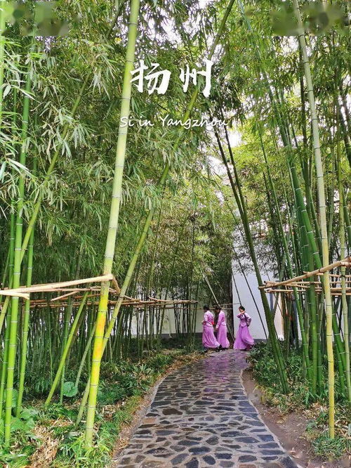 人生中总有个三月，你要去趟扬州看竹