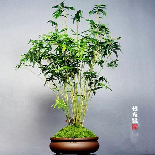 凤尾竹与米竹养植宝典 竹种植必备指南