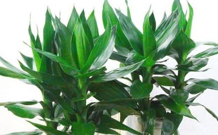 柳枝水养富贵竹，叶绿根壮大白根呼呼窜