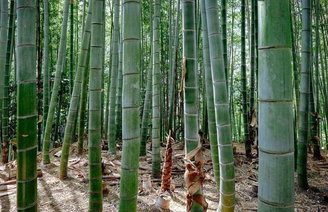 懒人也能赚大钱？农民种竹不卖竹的秘密 一年收入50万