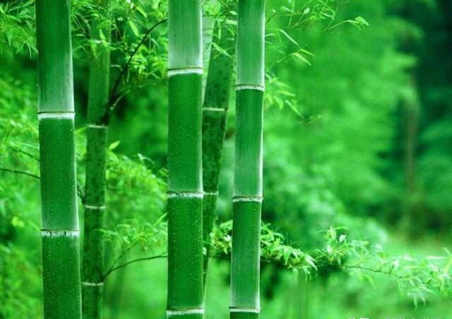 竹子开花为什么要搬家？揭秘竹子生长的秘密
