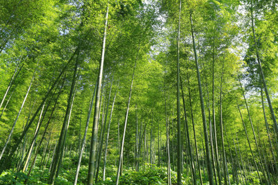 竹子种子什么时候种植最好