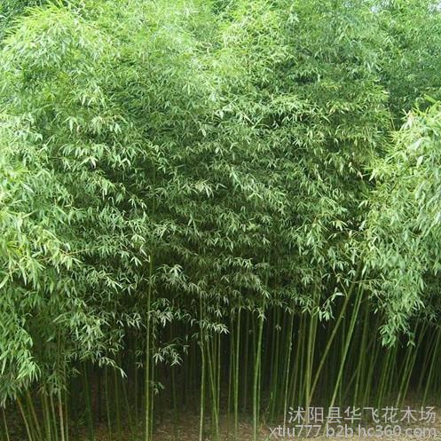 【竹子 刚竹 毛竹 淡竹 紫竹 早园竹 绿化竹子批发】价格_厂家_图片