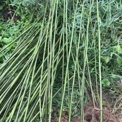 【绿化竹子 江苏绿化竹子批发供应 金镶玉竹基地种植基地】 - 青州市泳泽花卉苗木园艺场