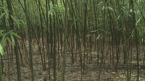 青元村 守住青山变金山 种竹走上致富路