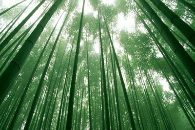竹子在东北能种植活吗?