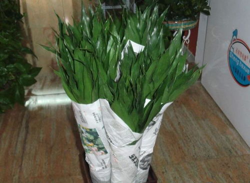 你想要的富贵竹种植方法这里都有,叶子翠绿,枝繁叶茂